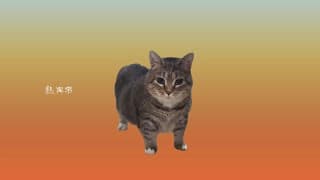猫異常　oiia cat