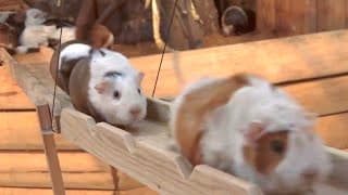 Guinea Pig Bridge